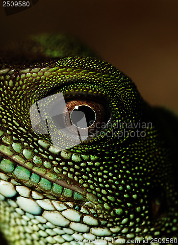 Image of Agama (eye macro)