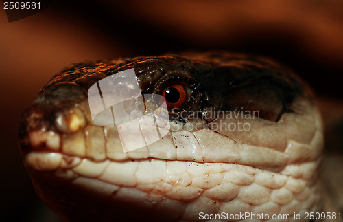 Image of Blue tongued Skink