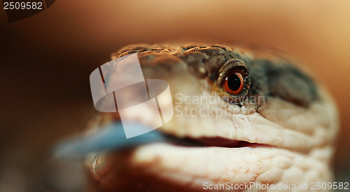 Image of Blue tongued Skink