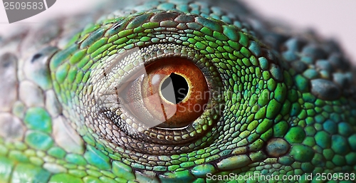 Image of iguana eye