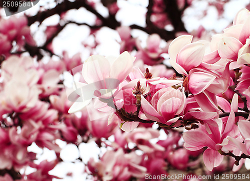 Image of Magnolia tree