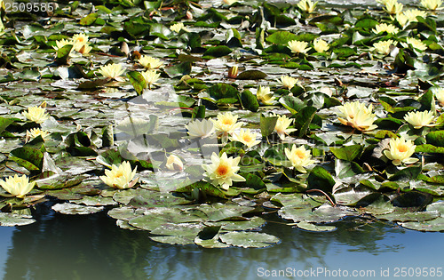 Image of yellow water lily on the lake