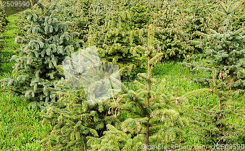 Image of small pine trees