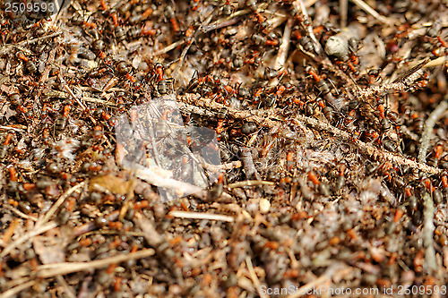 Image of ants and ant hill