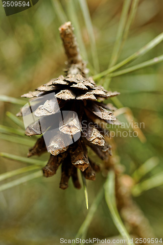 Image of cone on pine branch