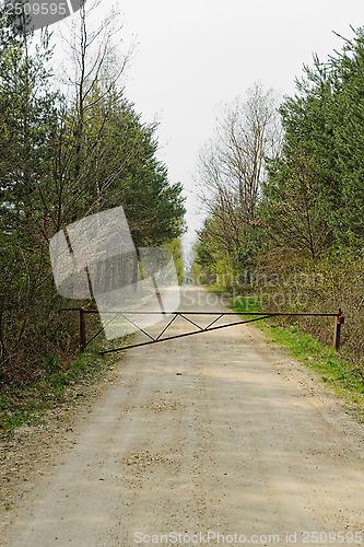 Image of dirt road of the forest