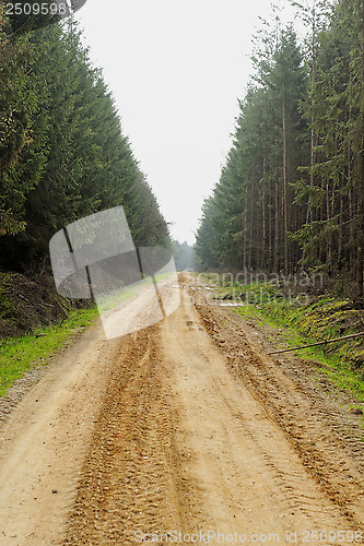 Image of dirt road in the forest