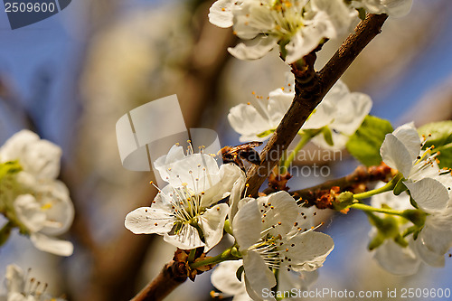 Image of blossom cherry tree with bee