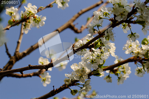 Image of blossom cherry tree with bee