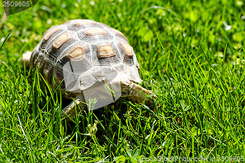 Image of African Spurred Tortoise