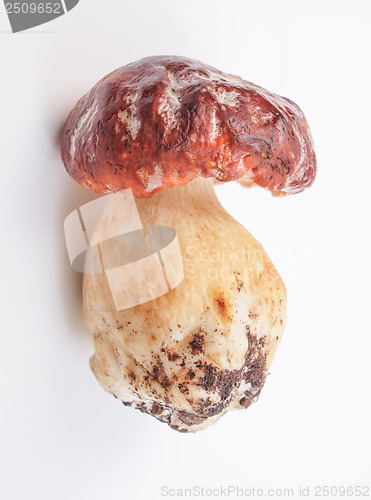 Image of Porcini Mushroom