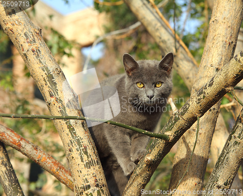 Image of gray cat sitting on tree