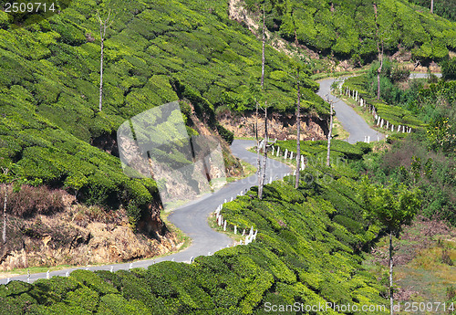Image of winding road between tea plantations