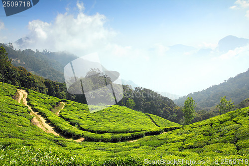 Image of mountain tea plantation in India