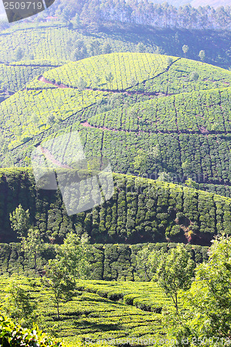 Image of mountain tea plantation in India