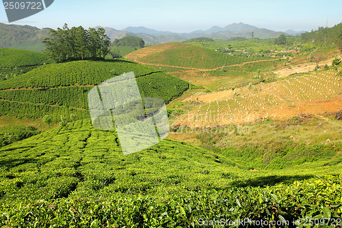 Image of mountain tea plantation in India