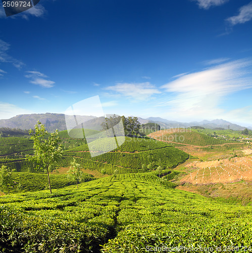 Image of mountain tea plantation in India