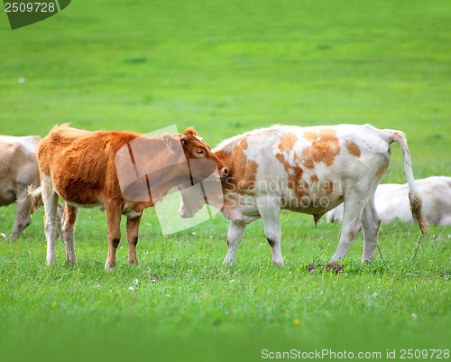 Image of young bulls on green meadow