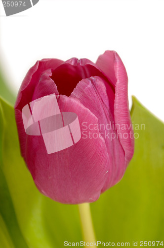 Image of Tulip