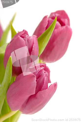 Image of Tree pink tulips