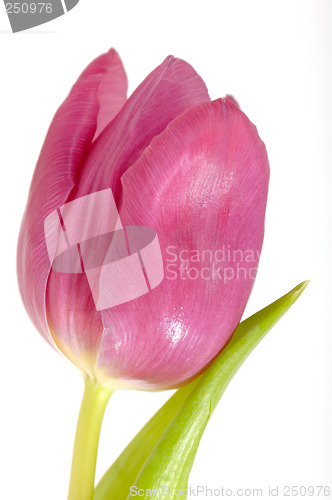 Image of Pink tulip