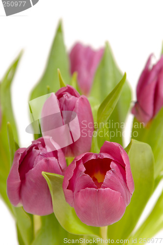 Image of Bouquet of pink tulips