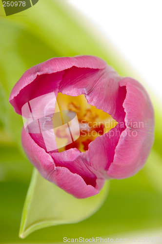 Image of Pink tulip