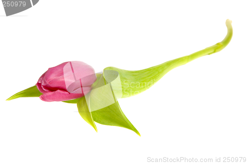 Image of Pink tulip