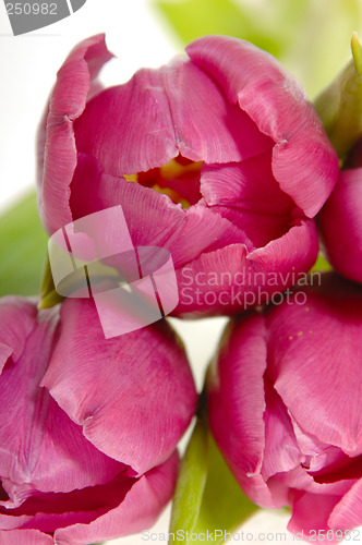 Image of Tree pink tulips