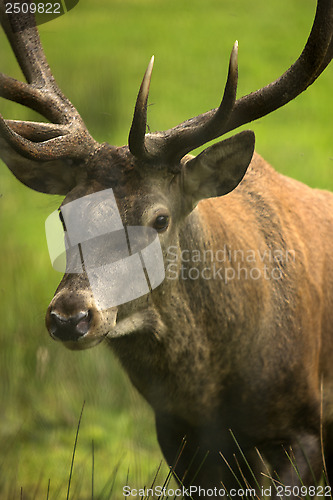 Image of deer, hart