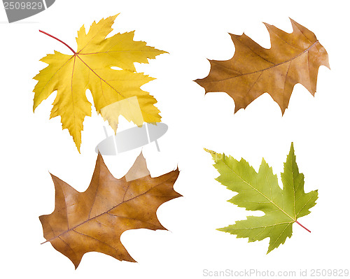 Image of autumn leaves