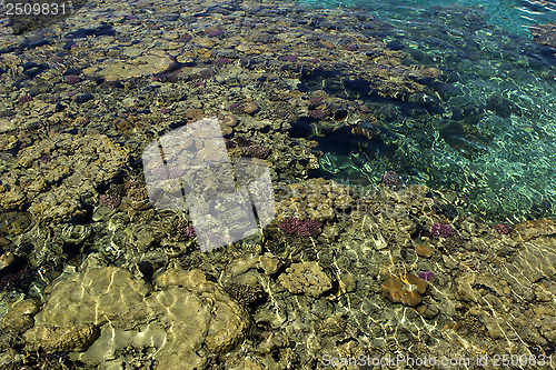 Image of coral reef