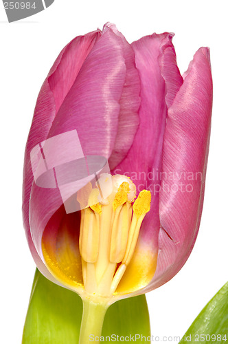 Image of Tulip