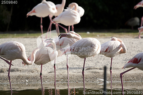 Image of flamingos
