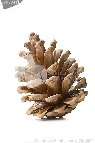 Image of pine cones