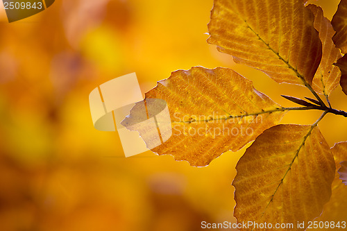 Image of autumn leaves