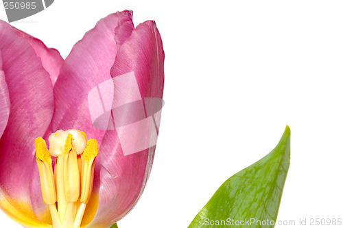 Image of Tulip