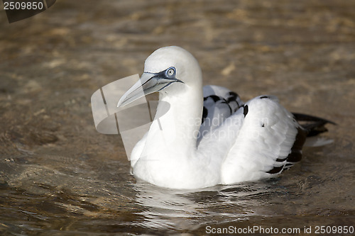 Image of water bird