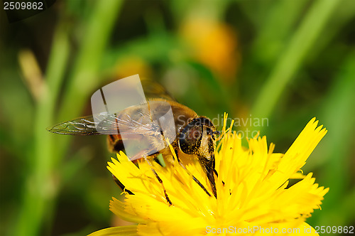 Image of Bee on yellow flower.