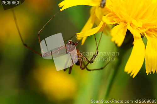 Image of Brown spider on a yellow flower.