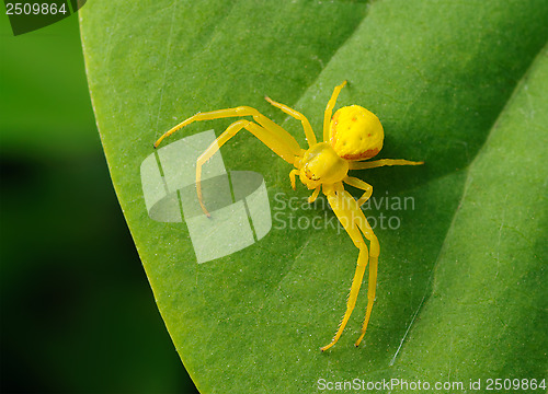 Image of Yellow spider on a green leaf.