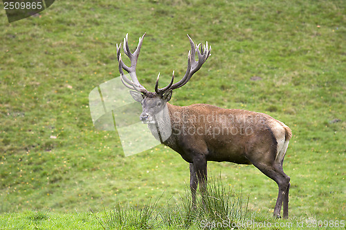 Image of deer, hart