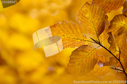 Image of autumn leaves