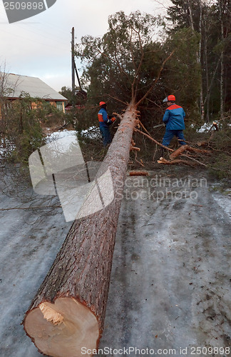 Image of Rescue workers removed the tree from the road after Hurricane