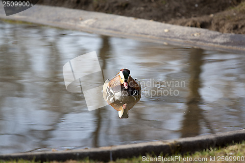 Image of water bird