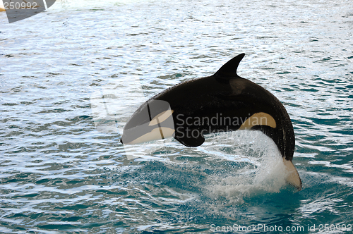 Image of Killer whale jumping