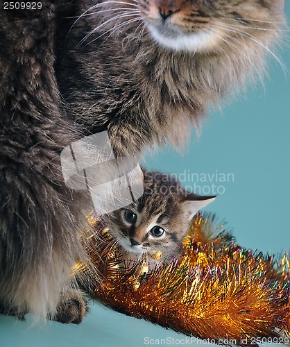 Image of New Year portrait of a little kitten with mother cat