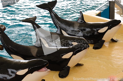 Image of Killerwhales posing
