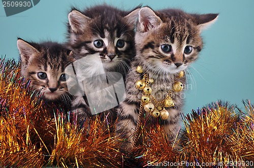 Image of small  kittens among Christmas stuff