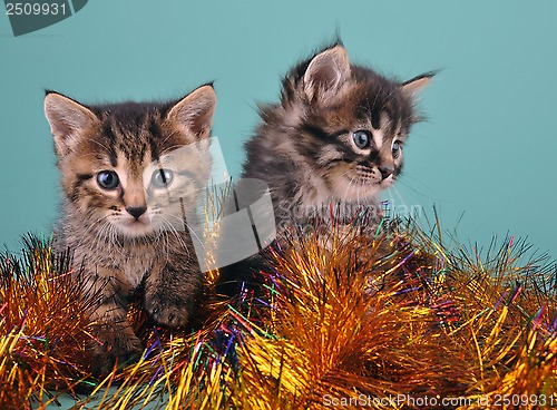 Image of Chistmas portrait of little kittens